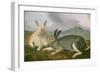 Arctic Hare, c.1841-John James Audubon-Framed Giclee Print