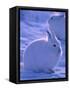 Arctic Hare, Ellesmere Island, Canada-Art Wolfe-Framed Stretched Canvas