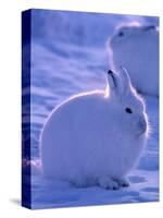 Arctic Hare, Ellesmere Island, Canada-Art Wolfe-Stretched Canvas