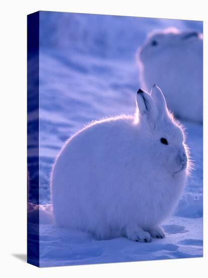 Arctic Hare, Ellesmere Island, Canada-Art Wolfe-Stretched Canvas