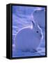 Arctic Hare, Ellesmere Island, Canada-Art Wolfe-Framed Stretched Canvas