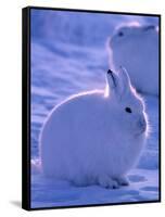 Arctic Hare, Ellesmere Island, Canada-Art Wolfe-Framed Stretched Canvas
