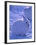 Arctic Hare, Ellesmere Island, Canada-Art Wolfe-Framed Premium Photographic Print