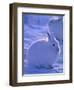 Arctic Hare, Ellesmere Island, Canada-Art Wolfe-Framed Photographic Print