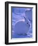 Arctic Hare, Ellesmere Island, Canada-Art Wolfe-Framed Photographic Print