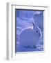 Arctic Hare, Ellesmere Island, Canada-Art Wolfe-Framed Photographic Print