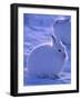 Arctic Hare, Ellesmere Island, Canada-Art Wolfe-Framed Photographic Print