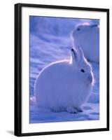 Arctic Hare, Ellesmere Island, Canada-Art Wolfe-Framed Photographic Print