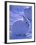 Arctic Hare, Ellesmere Island, Canada-Art Wolfe-Framed Photographic Print