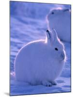 Arctic Hare, Ellesmere Island, Canada-Art Wolfe-Mounted Photographic Print