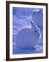 Arctic Hare, Ellesmere Island, Canada-Art Wolfe-Framed Photographic Print