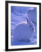 Arctic Hare, Ellesmere Island, Canada-Art Wolfe-Framed Photographic Print