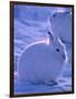 Arctic Hare, Ellesmere Island, Canada-Art Wolfe-Framed Photographic Print