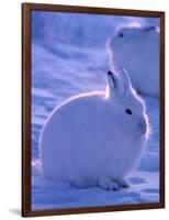 Arctic Hare, Ellesmere Island, Canada-Art Wolfe-Framed Photographic Print