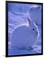 Arctic Hare, Ellesmere Island, Canada-Art Wolfe-Framed Photographic Print