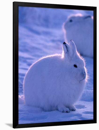 Arctic Hare, Ellesmere Island, Canada-Art Wolfe-Framed Photographic Print