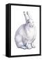 Arctic Hare (Lepus Arcticus), Mammals-Encyclopaedia Britannica-Framed Stretched Canvas