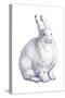 Arctic Hare (Lepus Arcticus), Mammals-Encyclopaedia Britannica-Stretched Canvas