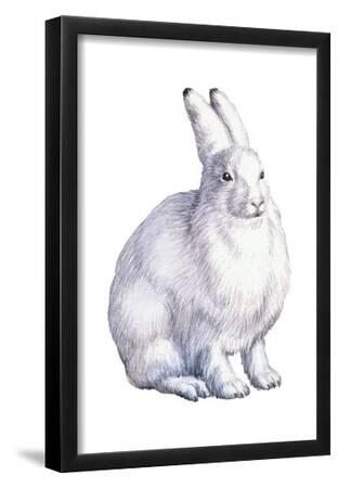 Boxing Arctic Hares Canvas Picture Poster Art 