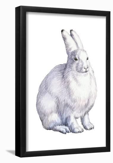 Arctic Hare (Lepus Arcticus), Mammals-Encyclopaedia Britannica-Framed Poster