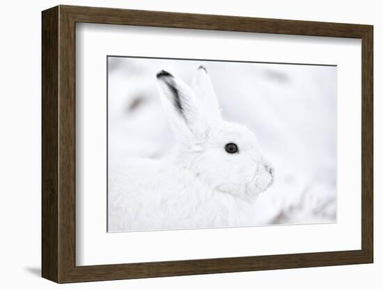 Arctic hare portrait, Northeast Greenland-Uri Golman-Framed Photographic Print