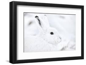 Arctic hare portrait, Northeast Greenland-Uri Golman-Framed Photographic Print