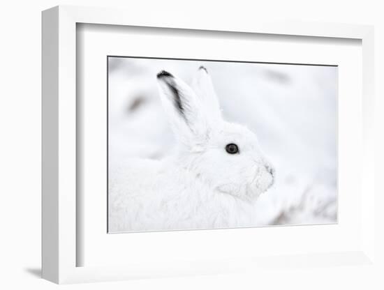 Arctic hare portrait, Northeast Greenland-Uri Golman-Framed Photographic Print