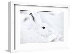 Arctic hare portrait, Northeast Greenland-Uri Golman-Framed Photographic Print