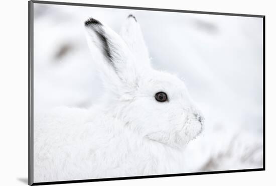 Arctic hare portrait, Northeast Greenland-Uri Golman-Mounted Photographic Print