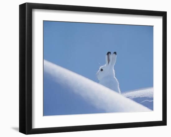 Arctic Hare-Nosnibor137-Framed Photographic Print