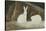 Arctic Hares, C.1829-33-Sir John Ross-Stretched Canvas