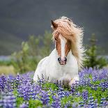 Horse Running by Lupines-Arctic-Images-Photographic Print
