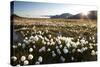 Arctic Landscape, Svalbard-null-Stretched Canvas