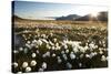 Arctic Landscape, Svalbard-null-Stretched Canvas