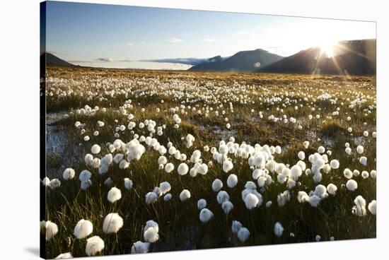 Arctic Landscape, Svalbard-null-Stretched Canvas