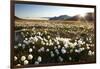 Arctic Landscape, Svalbard-null-Framed Photographic Print