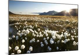 Arctic Landscape, Svalbard-null-Mounted Photographic Print