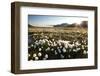 Arctic Landscape, Svalbard-null-Framed Photographic Print