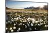Arctic Landscape, Svalbard-null-Mounted Photographic Print