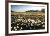 Arctic Landscape, Svalbard-null-Framed Photographic Print