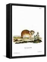 Arctic Lemming-null-Framed Stretched Canvas