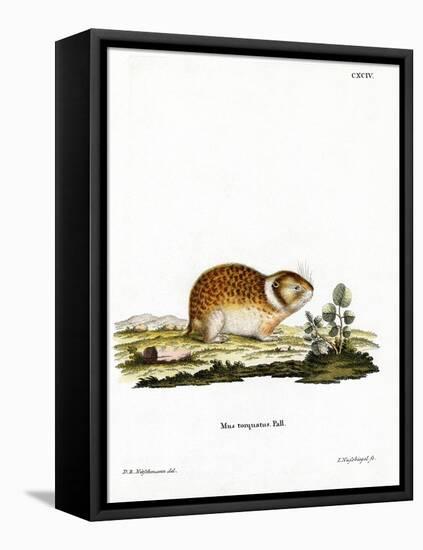 Arctic Lemming-null-Framed Stretched Canvas