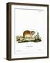 Arctic Lemming-null-Framed Giclee Print