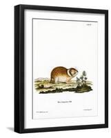 Arctic Lemming-null-Framed Giclee Print