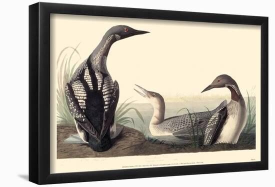 Arctic Loon-null-Framed Poster