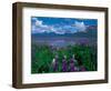 Arctic Lupin, Alaska, USA-Dee Ann Pederson-Framed Photographic Print