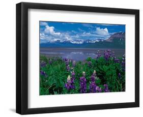 Arctic Lupin, Alaska, USA-Dee Ann Pederson-Framed Photographic Print