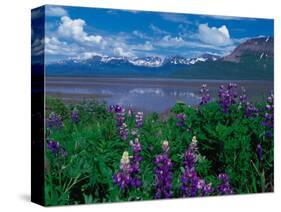 Arctic Lupin, Alaska, USA-Dee Ann Pederson-Stretched Canvas