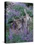 Arctic Lupine, Olympic National Park, Washington, USA-William Sutton-Stretched Canvas
