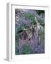 Arctic Lupine, Olympic National Park, Washington, USA-William Sutton-Framed Photographic Print